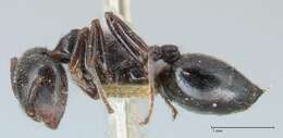 Image of Crematogaster cephalotes Smith 1857