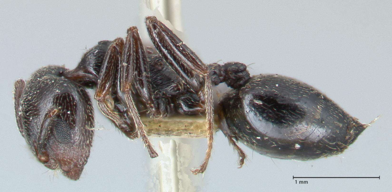 Image of Crematogaster cephalotes Smith 1857