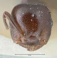 Image of Crematogaster gallicola Forel 1894