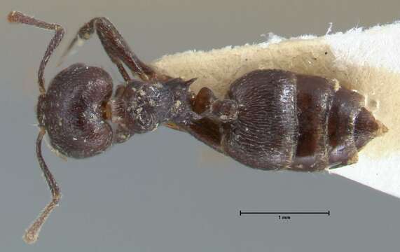 Image de Crematogaster nigrans Forel 1915