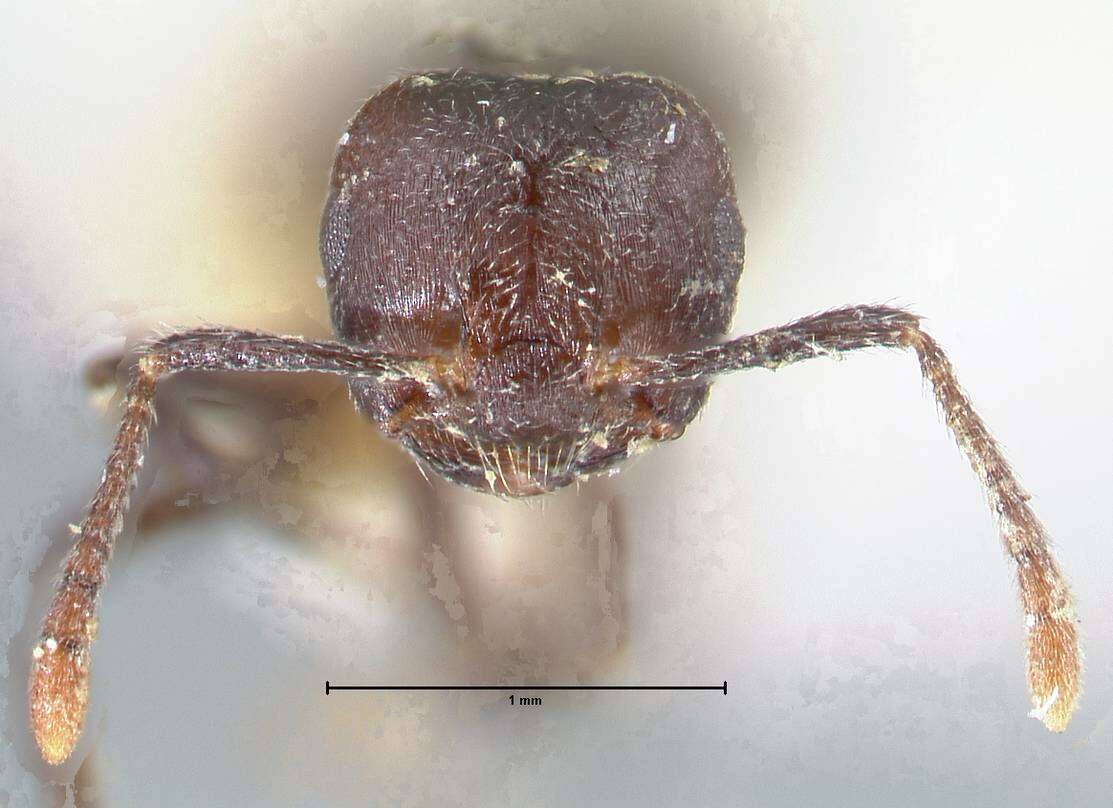 Image de Crematogaster nigrans Forel 1915