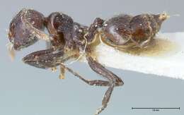 Image de Crematogaster nigrans Forel 1915