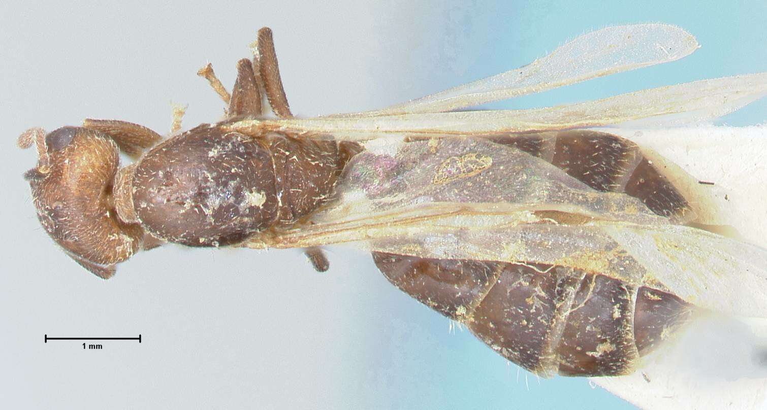 Image de Crematogaster nigrans Forel 1915