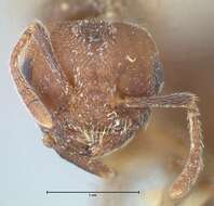 Image de Crematogaster nigrans Forel 1915