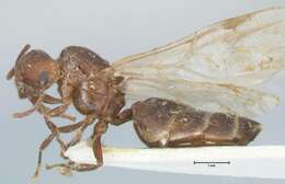 Image de Crematogaster nigrans Forel 1915