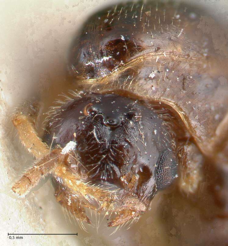 Image of Crematogaster australis Mayr 1876