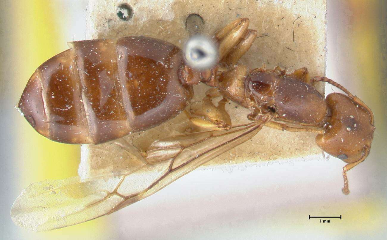 Image of Crematogaster australis Mayr 1876