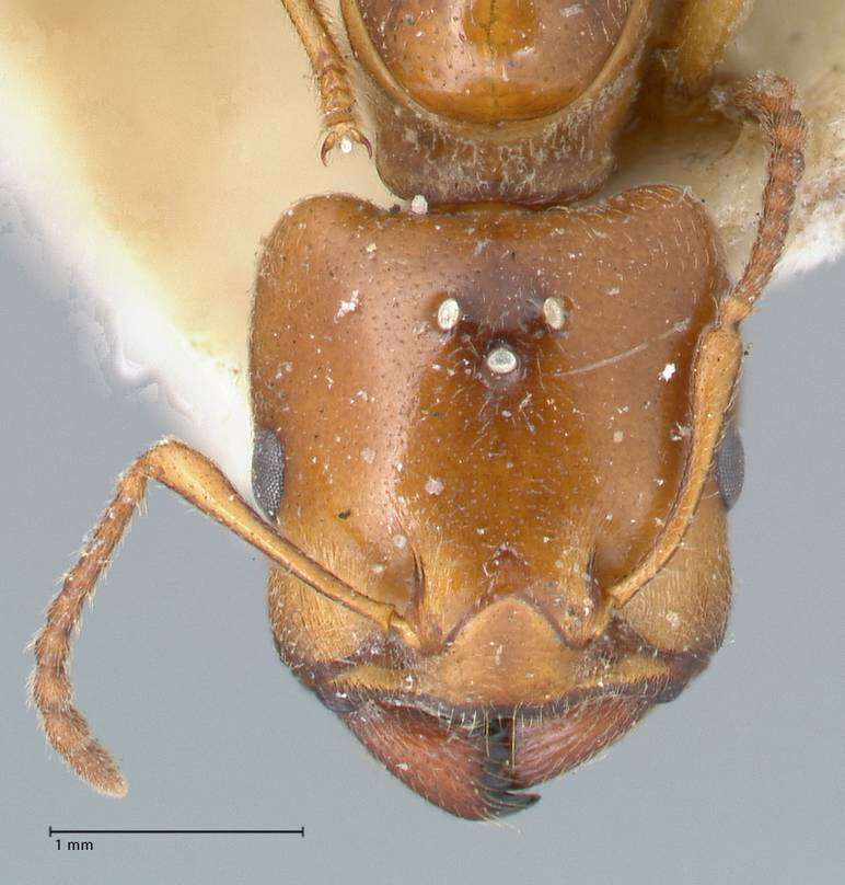 Image of Crematogaster australis Mayr 1876