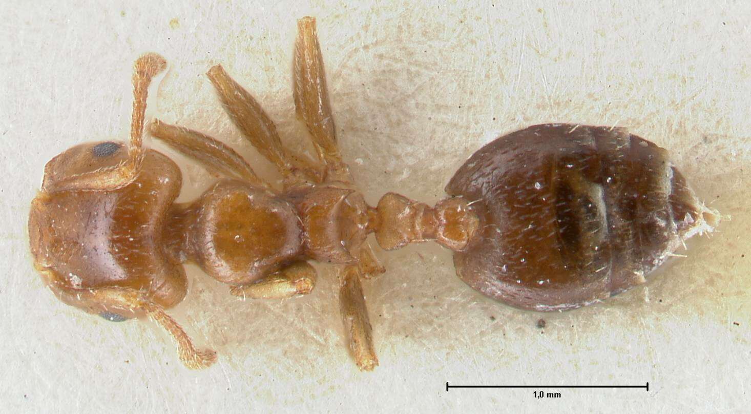 Image of Crematogaster australis Mayr 1876