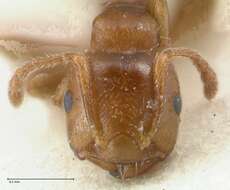 Image of Crematogaster australis Mayr 1876