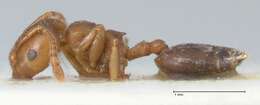 Image of Crematogaster australis Mayr 1876