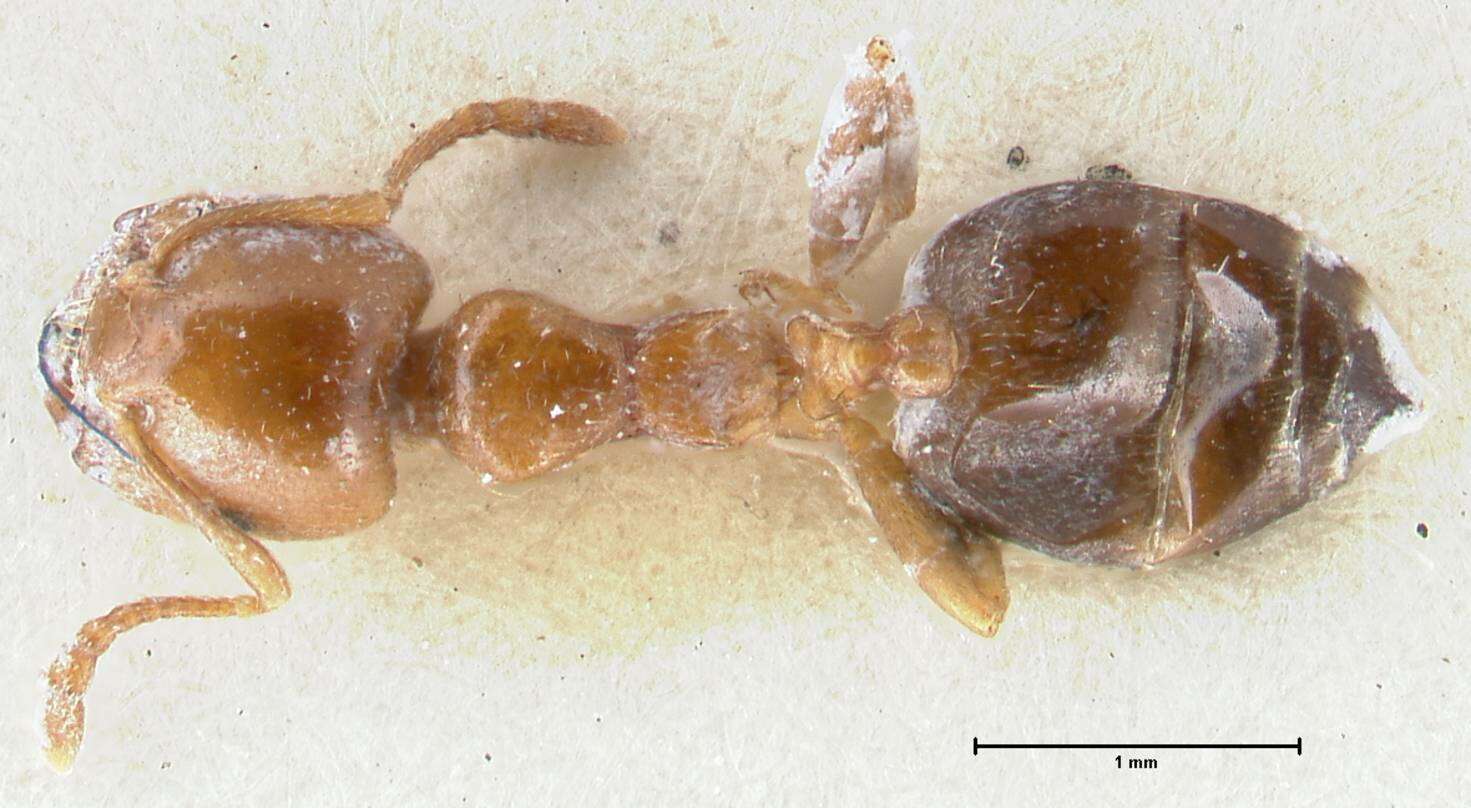 Image of Crematogaster australis Mayr 1876