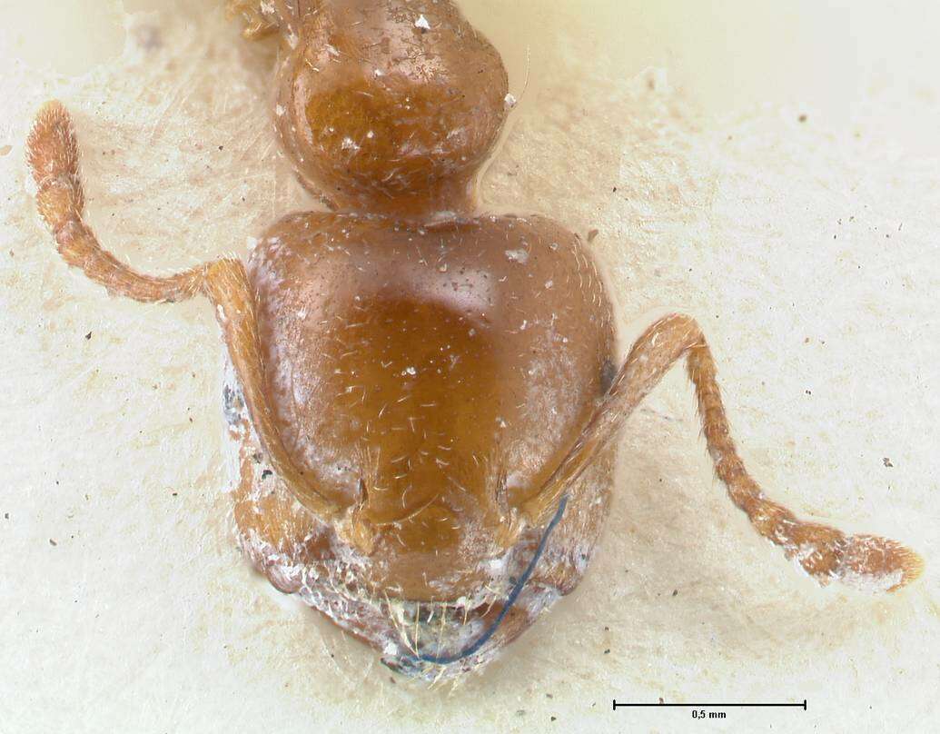 Image of Crematogaster australis Mayr 1876