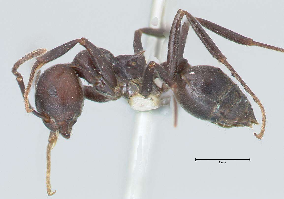 Image of Crematogaster stadelmanni Mayr 1895