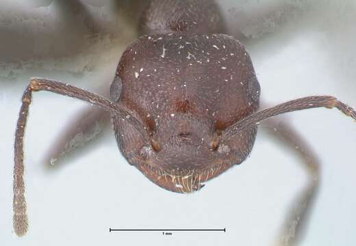 Crematogaster stadelmanni Mayr 1895 resmi