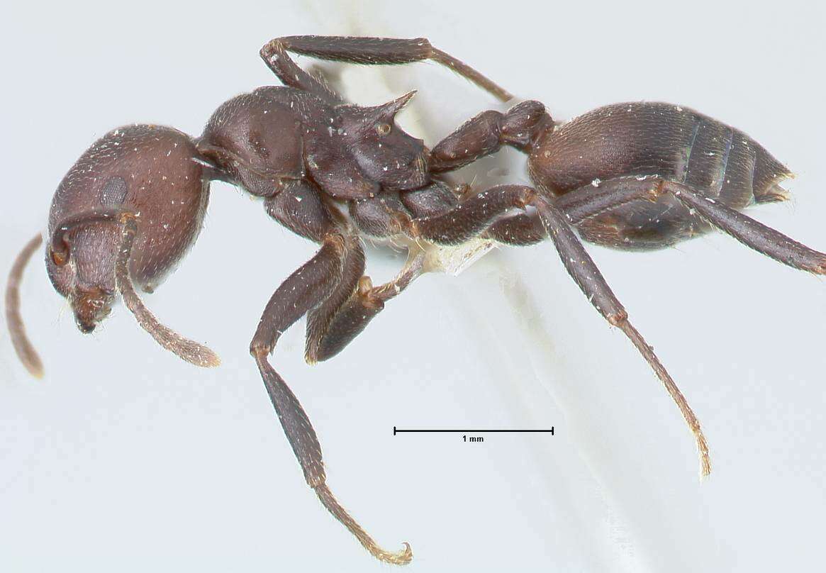 Image of Crematogaster stadelmanni Mayr 1895