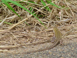 Image of Common Rough-scaled Lizard