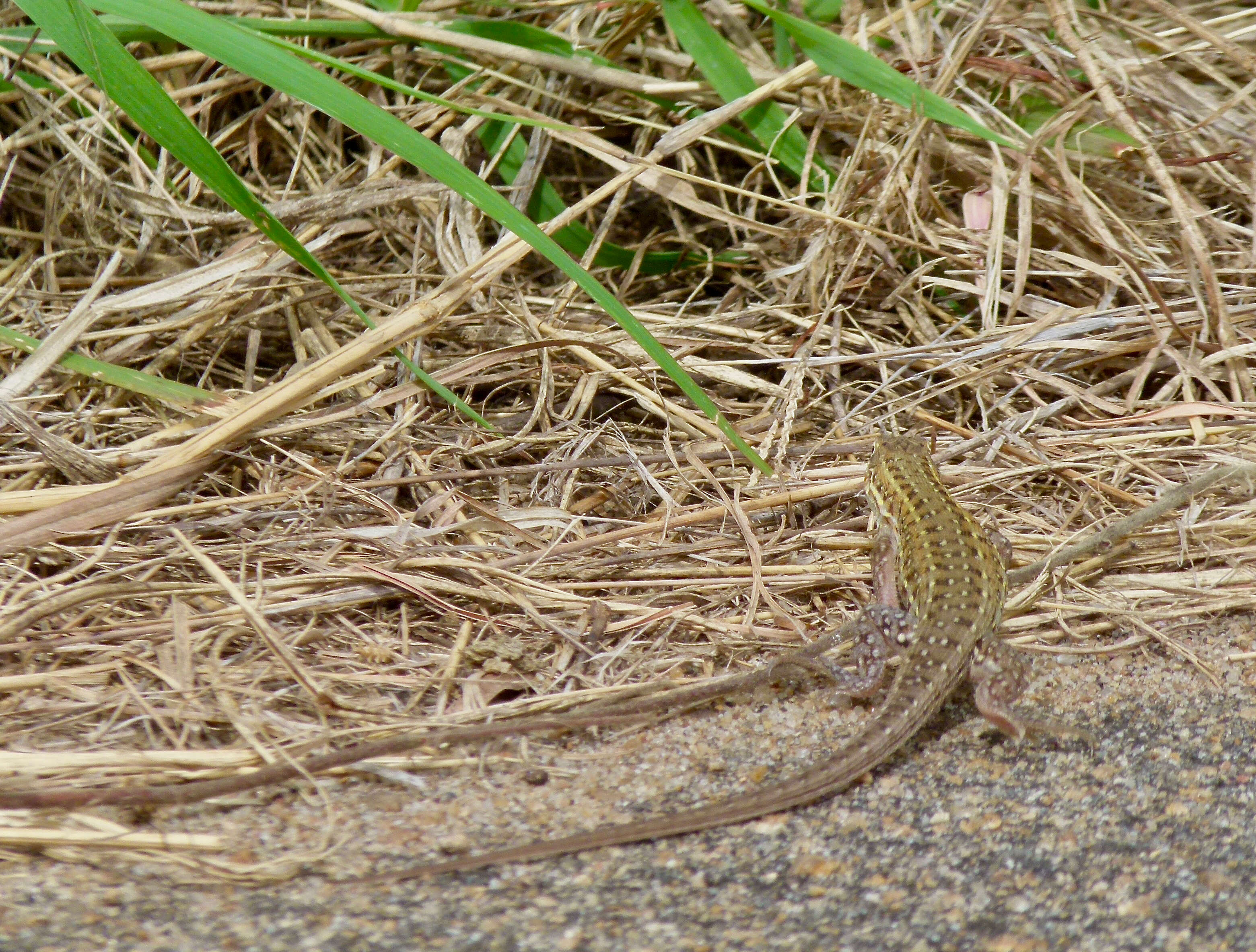 Image of Common Rough-scaled Lizard