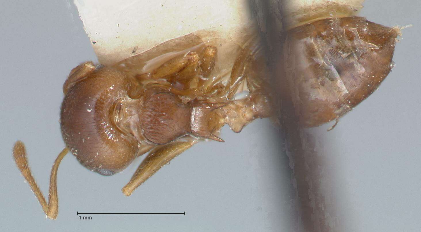 Image of Crematogaster rugosa Andre 1895