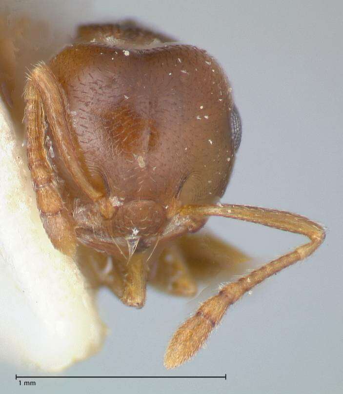 Image of Crematogaster rugosa Andre 1895