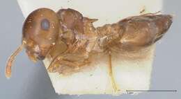 Image of Crematogaster rugosa Andre 1895