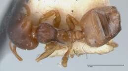 Image of Crematogaster rugosior Santschi 1910