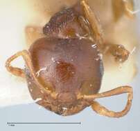 Image of Crematogaster rugosior Santschi 1910