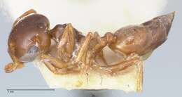 Image of Crematogaster rugosior Santschi 1910