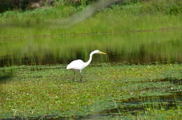 Image of Great Egret