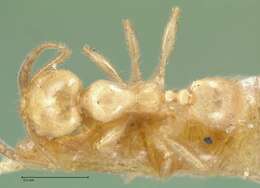 Image of Pheidole subarmata Mayr 1884