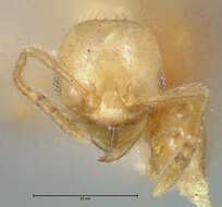 Image of Pheidole subarmata Mayr 1884