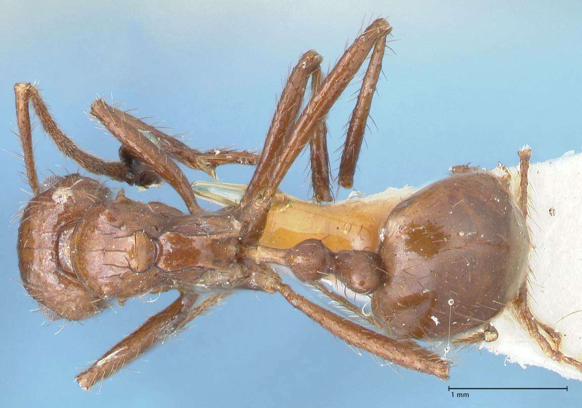 Image of Myrmicaria fusca Stitz 1911