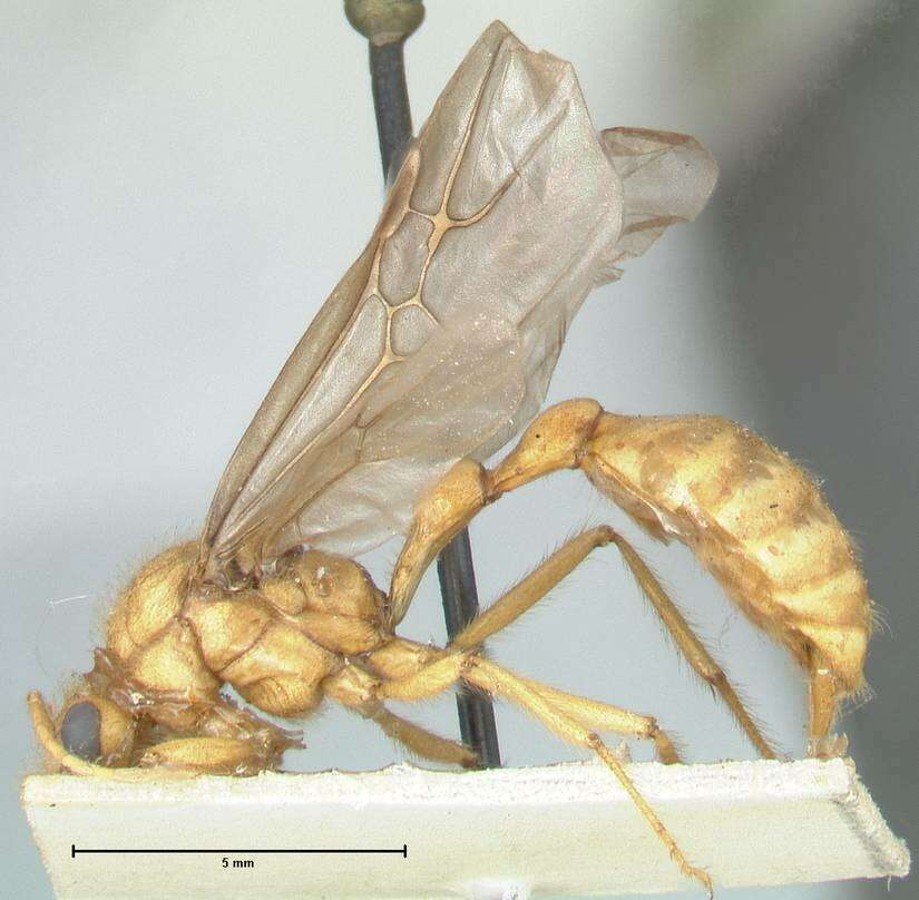 Image of Myrmicaria brunnea Saunders 1842