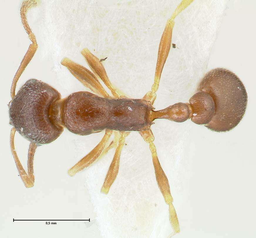 Image of Ant