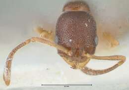 Image of Ant