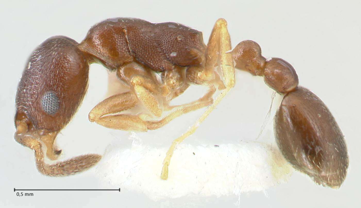 Image of Ant