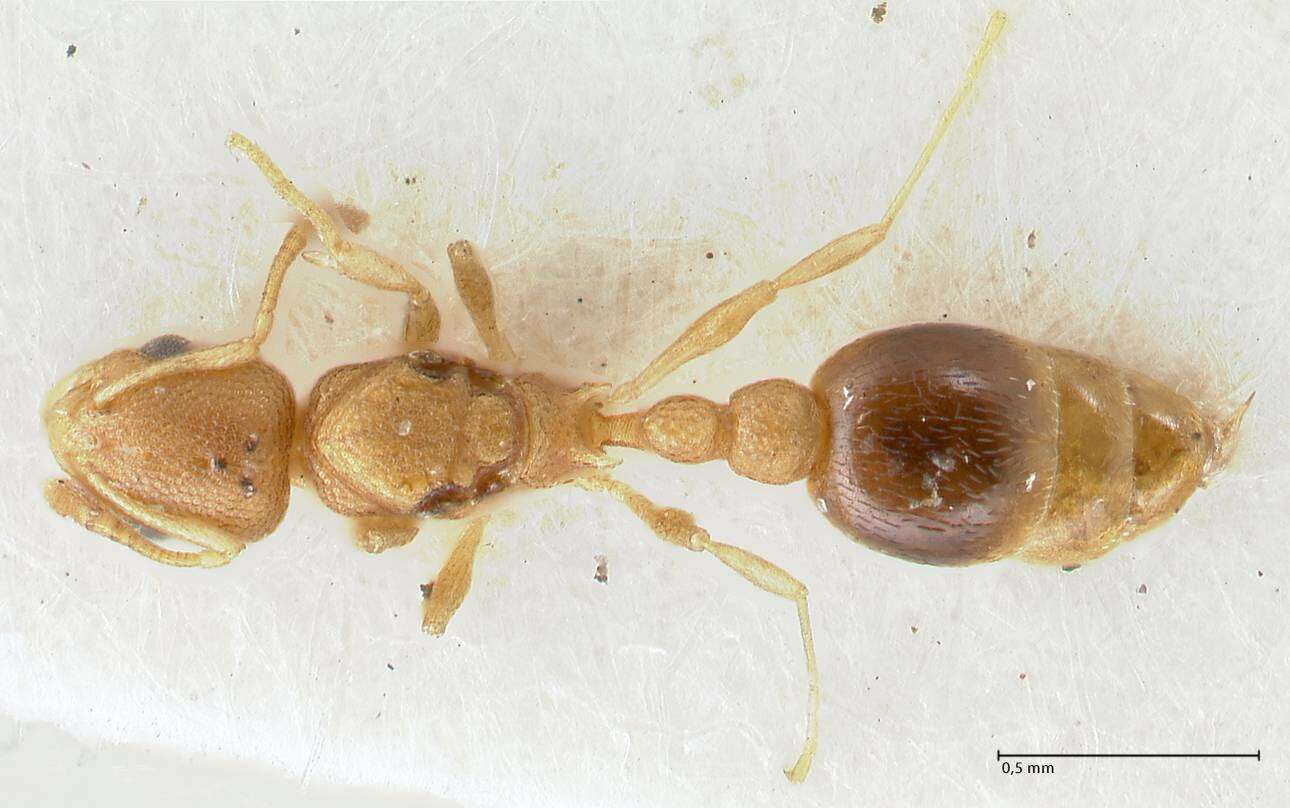 Image of Tramp Ants