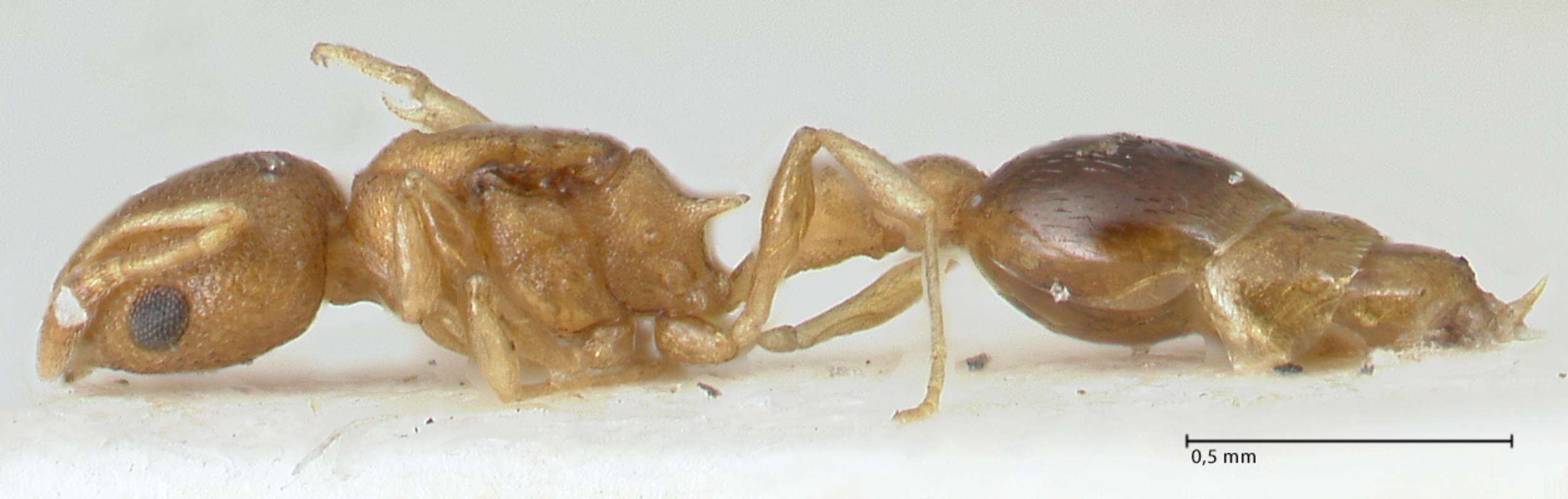 Image of Tramp Ants