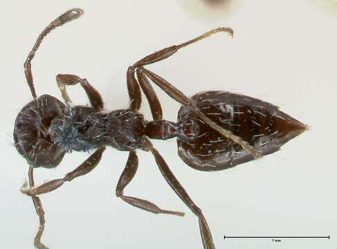 Image of Crematogaster montezumia Smith 1858