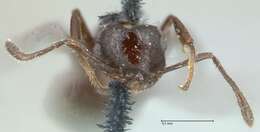 Image of Crematogaster montezumia Smith 1858