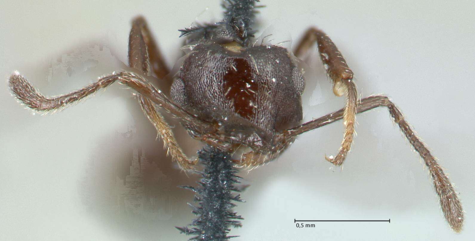 Image of Crematogaster montezumia Smith 1858