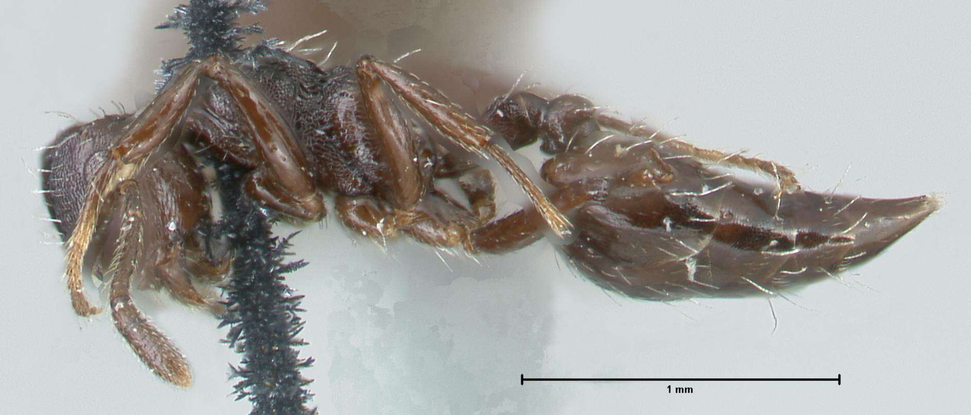 Image of Crematogaster montezumia Smith 1858