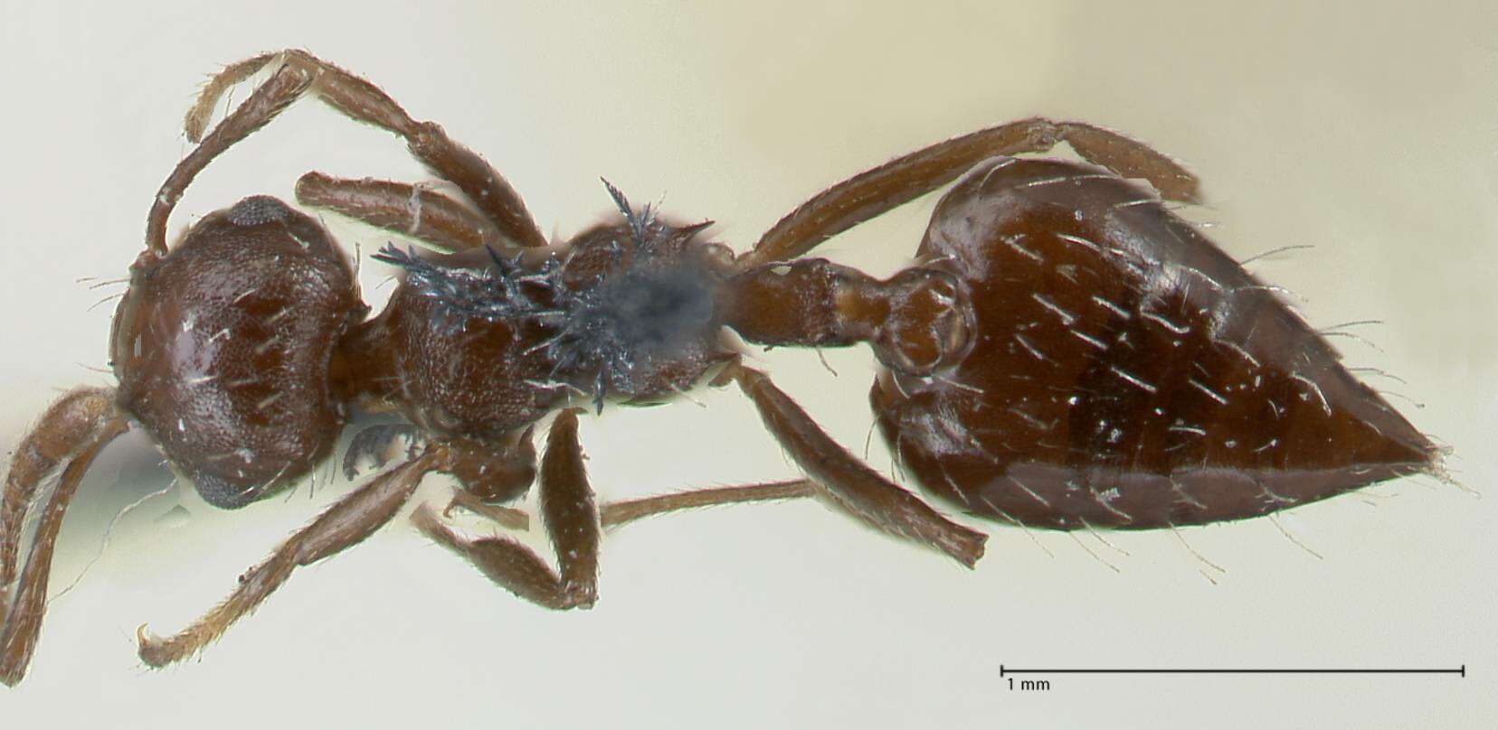 Image of Crematogaster montezumia Smith 1858