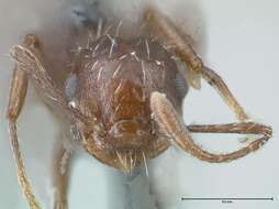 Image of Crematogaster montezumia Smith 1858