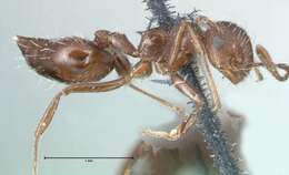 Image of Crematogaster montezumia Smith 1858