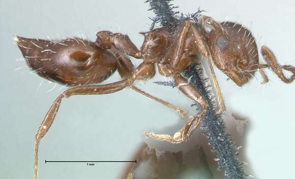 Image of Crematogaster montezumia Smith 1858