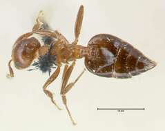 Image of Crematogaster corticicola Mayr 1887