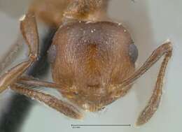 Image of Crematogaster corticicola Mayr 1887