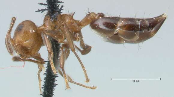 Image of Crematogaster corticicola Mayr 1887