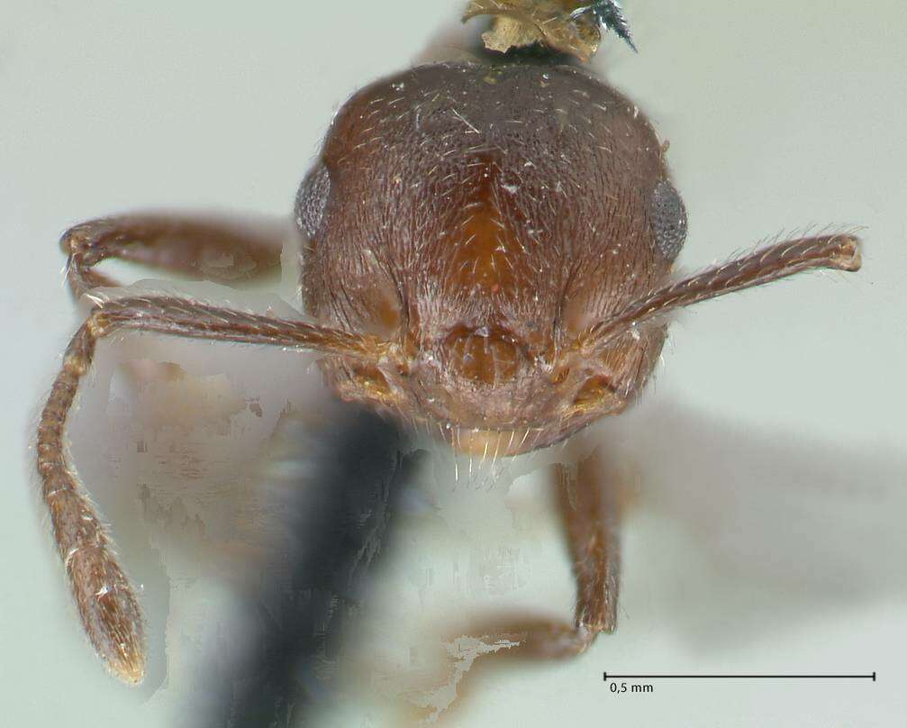 Image of Crematogaster corticicola Mayr 1887